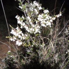 Cryptandra amara (Bitter Cryptandra) at Pine Island to Point Hut - 25 Sep 2014 by MichaelBedingfield