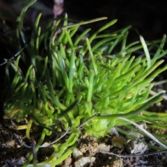 Isoetopsis graminifolia (Grass Cushion Daisy) at Pine Island to Point Hut - 25 Sep 2014 by MichaelBedingfield