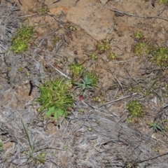 Isoetopsis graminifolia at Pine Island to Point Hut - 25 Sep 2014 07:51 PM