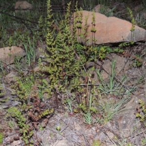 Cheilanthes sieberi at Pine Island to Point Hut - 25 Sep 2014