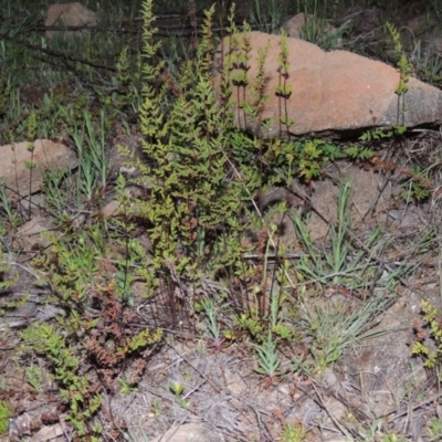 Cheilanthes sieberi (Rock Fern) at Pine Island to Point Hut - 25 Sep 2014 by MichaelBedingfield