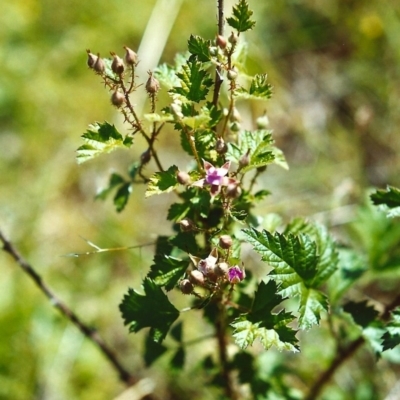 Rubus parvifolius (Native Raspberry) at Conder, ACT - 30 Oct 1999 by michaelb