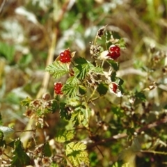 Rubus parvifolius (Native Raspberry) at Tuggeranong Hill - 16 Dec 1999 by michaelb