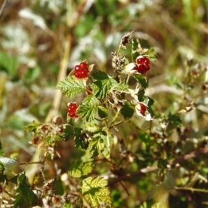 Rubus parvifolius at Conder, ACT - 17 Dec 1999 12:00 AM