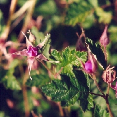 Rubus parvifolius (Native Raspberry) at Greenway, ACT - 11 Nov 2009 by MichaelBedingfield