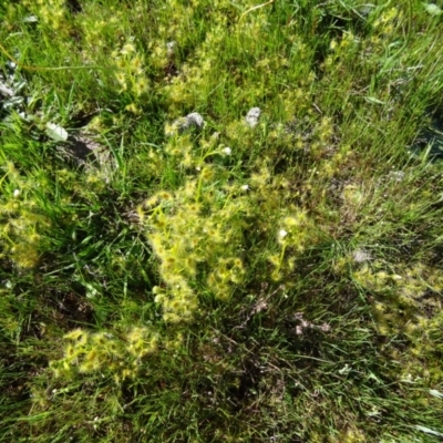 Drosera gunniana (Pale Sundew) at Farrer, ACT - 1 Oct 2014 by galah681