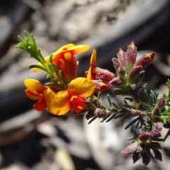 Dillwynia sericea (Egg And Bacon Peas) at Farrer Ridge - 30 Sep 2014 by galah681