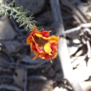 Dillwynia sericea at Farrer, ACT - 1 Oct 2014