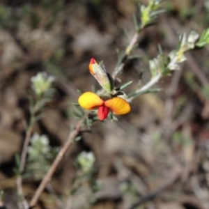 Dillwynia sericea at Farrer, ACT - 1 Oct 2014