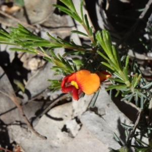 Dillwynia sericea at Farrer, ACT - 1 Oct 2014