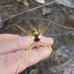 Caladenia parva (Brown-clubbed Spider Orchid) at Tharwa, ACT - 30 Sep 2014 by gregbaines