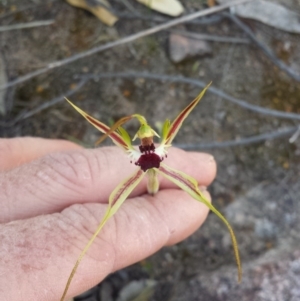 Caladenia parva at Tharwa, ACT - suppressed