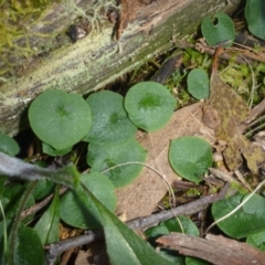 Corysanthes sp. (A Helmet Orchid) at Rob Roy Range - 19 Sep 2014 by gregbaines