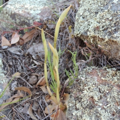 Oligochaetochilus hamatus (Southern Hooked Rustyhood) at Rob Roy Range - 29 Sep 2014 by michaelb