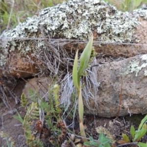 Oligochaetochilus hamatus at Banks, ACT - suppressed