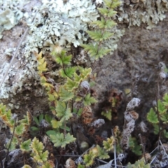 Cheilanthes distans (Bristly Cloak Fern) at Rob Roy Range - 29 Sep 2014 by michaelb