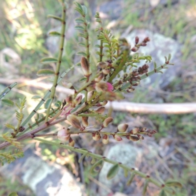 Indigofera adesmiifolia (Tick Indigo) at Rob Roy Range - 29 Sep 2014 by michaelb