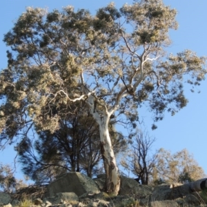 Eucalyptus polyanthemos at Banks, ACT - 29 Sep 2014