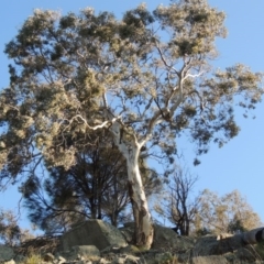 Eucalyptus polyanthemos (Red Box) at Banks, ACT - 29 Sep 2014 by michaelb