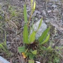 Rumex brownii (Slender Dock) at Rob Roy Range - 29 Sep 2014 by michaelb