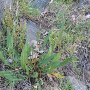 Rumex brownii at Banks, ACT - 29 Sep 2014