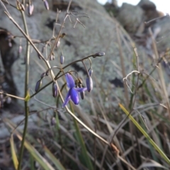 Dianella revoluta var. revoluta (Black-Anther Flax Lily) at Rob Roy Range - 29 Sep 2014 by michaelb