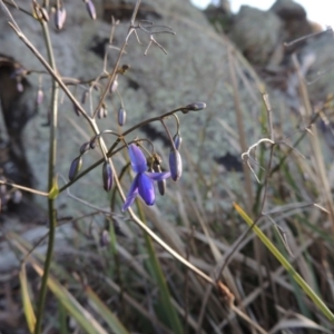 Dianella revoluta var. revoluta at Banks, ACT - 29 Sep 2014