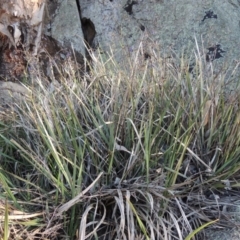 Dianella revoluta var. revoluta at Banks, ACT - 29 Sep 2014