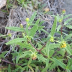 Sigesbeckia australiensis (Cobber Weed) at Rob Roy Range - 29 Sep 2014 by michaelb