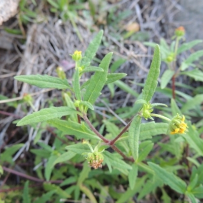 Sigesbeckia australiensis (Cobber Weed) at Banks, ACT - 29 Sep 2014 by michaelb