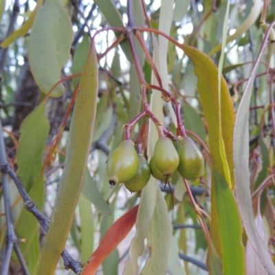 Amyema miquelii (Box Mistletoe) at Tuggeranong DC, ACT - 29 Sep 2014 by MichaelBedingfield