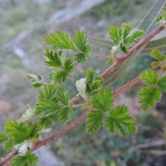 Rubus parvifolius (Native Raspberry) at Tuggeranong DC, ACT - 29 Sep 2014 by MichaelBedingfield
