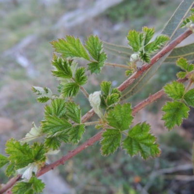 Rubus parvifolius (Native Raspberry) at Tuggeranong DC, ACT - 29 Sep 2014 by MichaelBedingfield