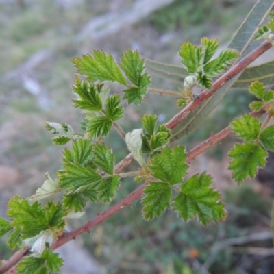 Rubus parvifolius (Native Raspberry) at Rob Roy Range - 29 Sep 2014 by michaelb