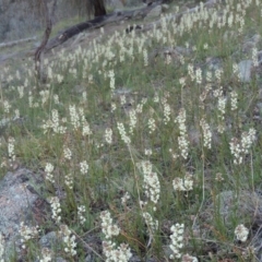 Stackhousia monogyna (Creamy Candles) at Rob Roy Range - 29 Sep 2014 by michaelb
