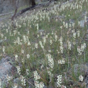 Stackhousia monogyna at Banks, ACT - 29 Sep 2014