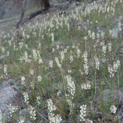 Stackhousia monogyna (Creamy Candles) at Banks, ACT - 29 Sep 2014 by MichaelBedingfield