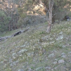 Stackhousia monogyna at Banks, ACT - 29 Sep 2014