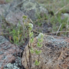 Cheilanthes distans (Bristly Cloak Fern) at Banks, ACT - 29 Sep 2014 by MichaelBedingfield