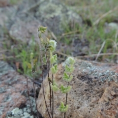 Cheilanthes distans (Bristly Cloak Fern) at Banks, ACT - 29 Sep 2014 by michaelb