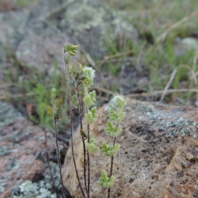 Cheilanthes distans (Bristly Cloak Fern) at Banks, ACT - 29 Sep 2014 by MichaelBedingfield