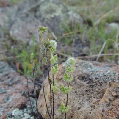 Cheilanthes distans (Bristly Cloak Fern) at Rob Roy Range - 29 Sep 2014 by michaelb