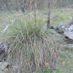 Lomandra multiflora (Many-flowered Matrush) at Banks, ACT - 29 Sep 2014 by michaelb