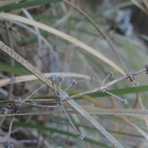 Lomandra multiflora at Banks, ACT - 29 Sep 2014 06:35 PM