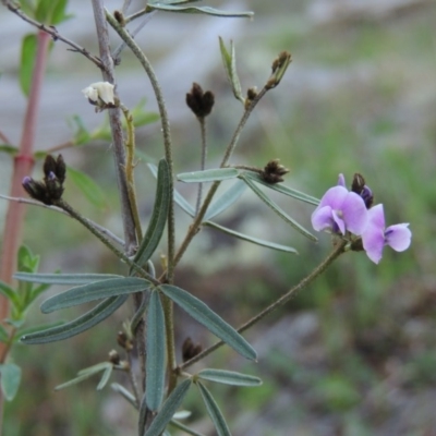 Glycine clandestina (Twining Glycine) at Banks, ACT - 29 Sep 2014 by MichaelBedingfield