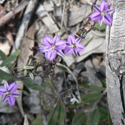 Thysanotus patersonii (Twining Fringe Lily) at Farrer Ridge - 1 Oct 2014 by julielindner