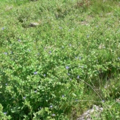 Erodium crinitum at Farrer, ACT - 2 Oct 2014