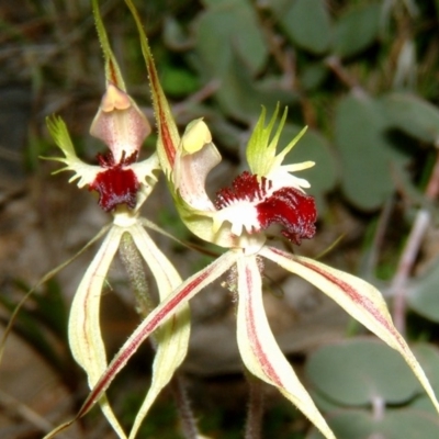 Caladenia atrovespa (Green-comb Spider Orchid) at Tuggeranong DC, ACT - 2 Oct 2014 by julielindner