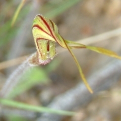 Caladenia atrovespa at Tuggeranong DC, ACT - suppressed