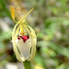 Caladenia atrovespa at Tuggeranong DC, ACT - 2 Oct 2014